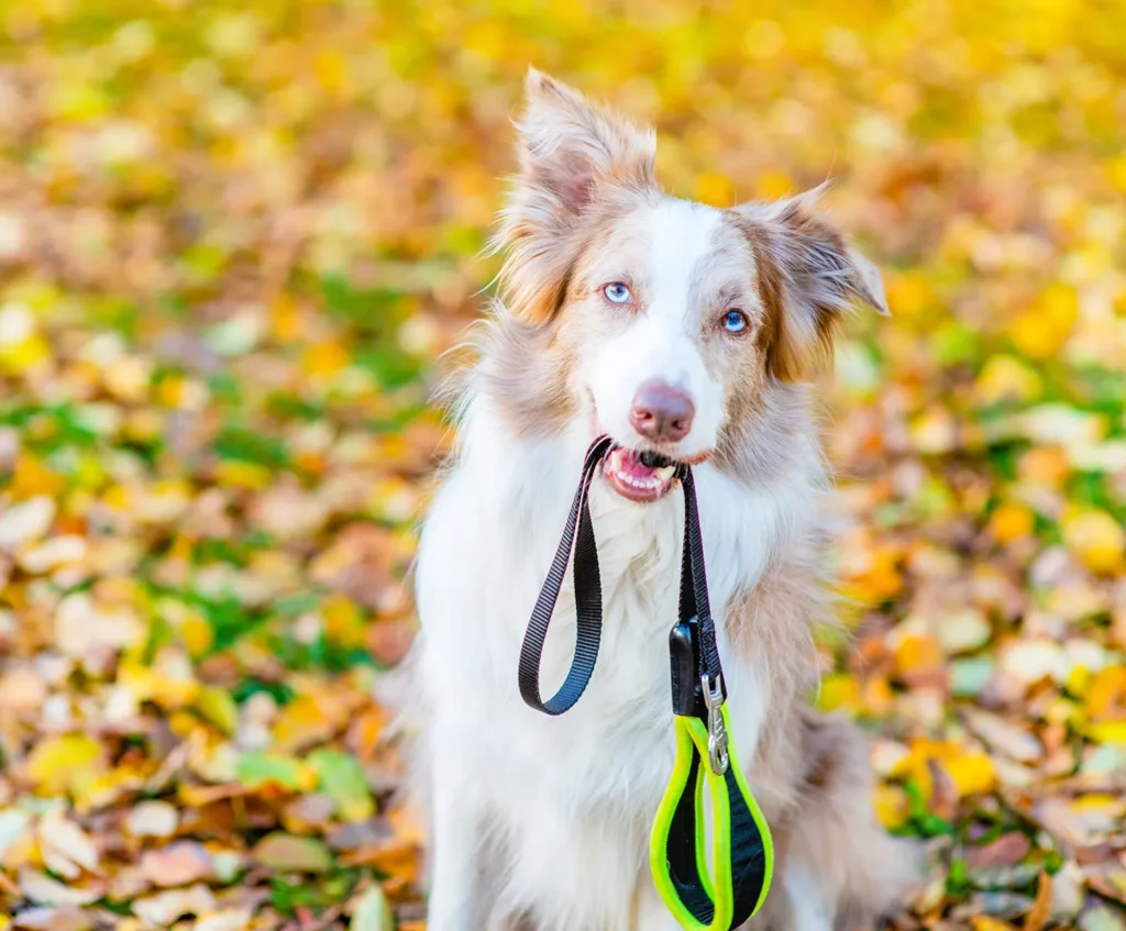 Dog Holding a Leash