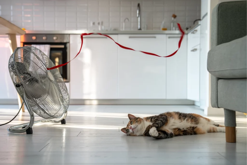 Overheated calico cat lays in front of a fan in an apartment