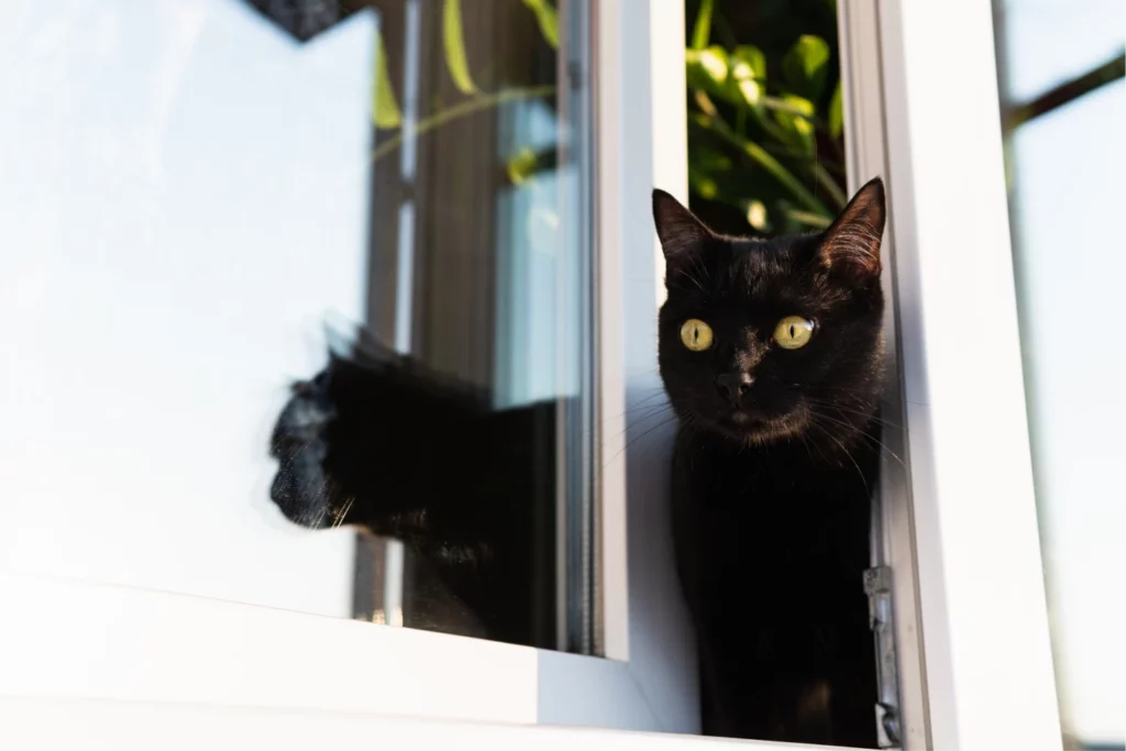 Black cat pokes its head out of a window to the outside, considering escape.
