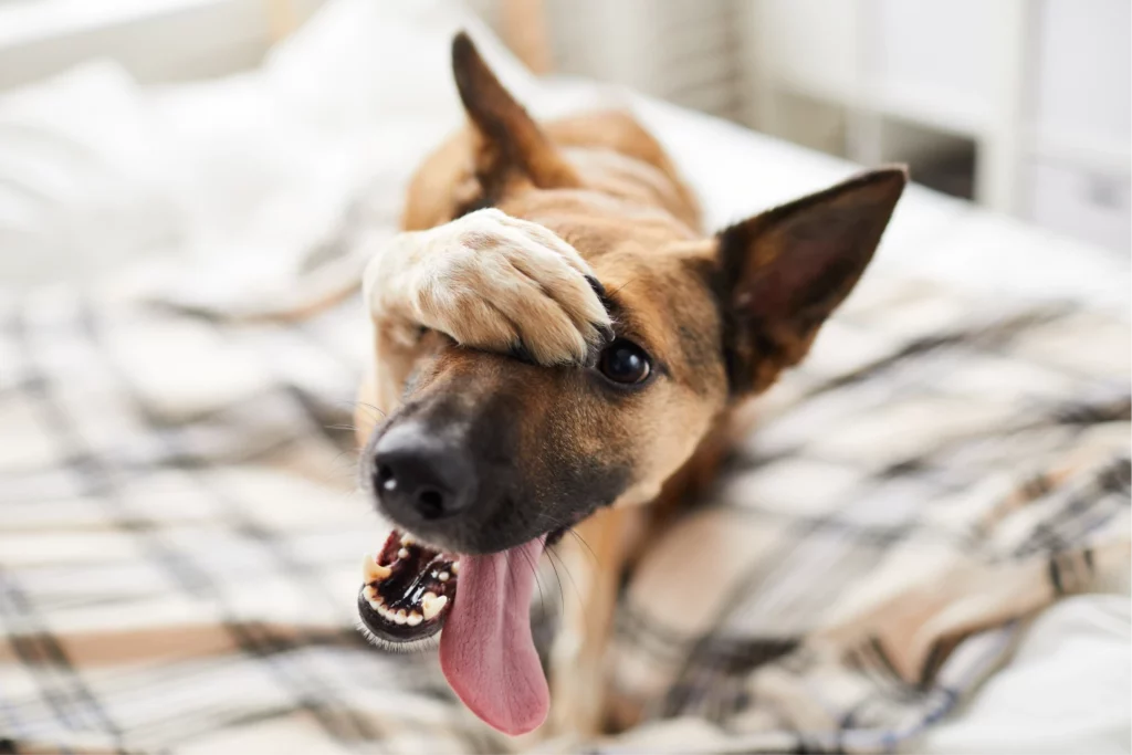 A German Shepherd covers his face with a paw, as if in shock or disbelief; concept of pet sitting insurance claims