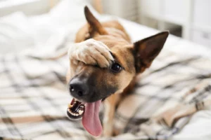 A German Shepherd covers his face with a paw, as if in shock or disbelief; concept of pet sitting insurance claims