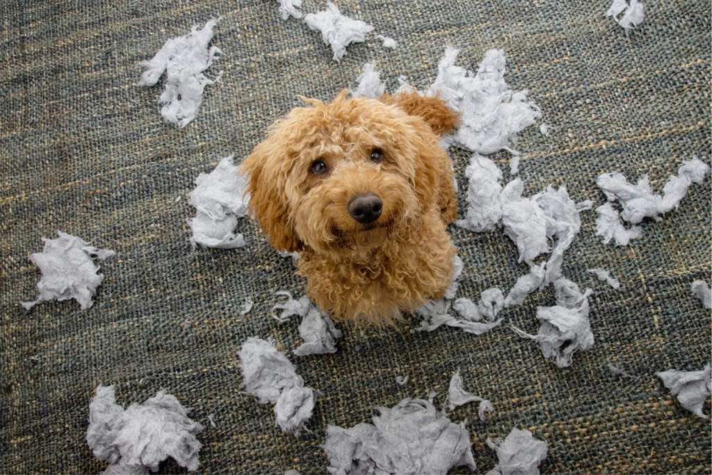 Puppy with an innocent, happy expression surrounded by the remains of a ripped-up pillow.