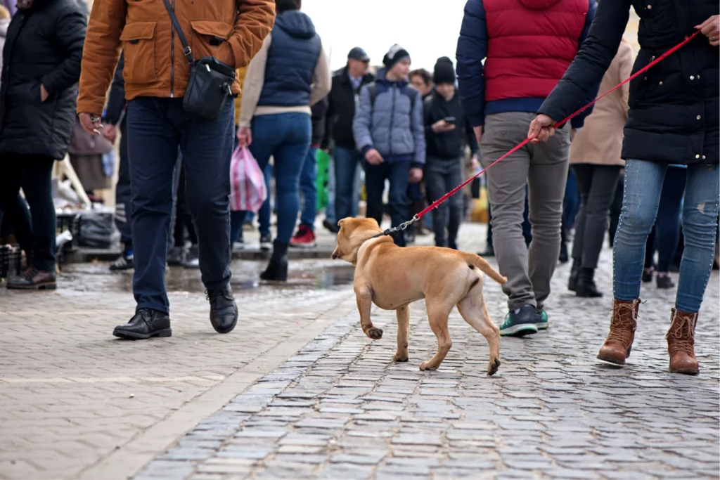 A dog on a leach walking through a crowd of people