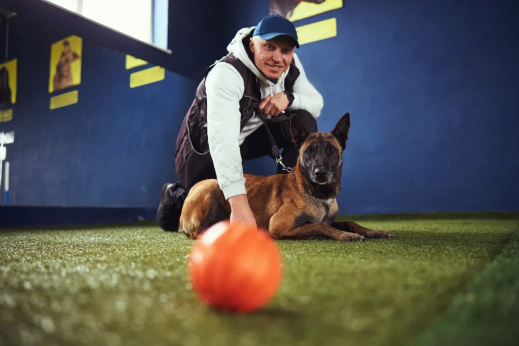Dog trainer and a German Shepherd in a training facility look ahead to an orange ball near the camera.