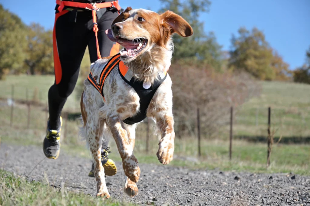 Runner and dog in a specialized back-clip harness competing in a canicross race.