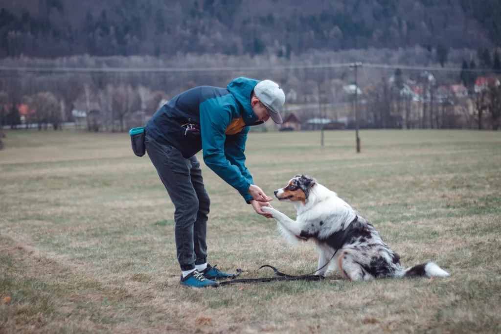 Dog trainer wearing a treat pouch and training gear trains an Australian shepherd outdoors in a field.