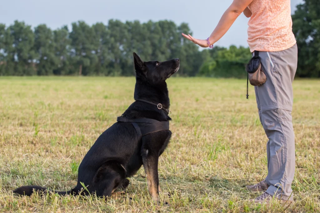 Trainer wearing a treat bag working on sit command with a harnessed black German shepherd.