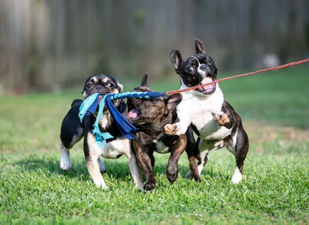 Three French bulldogs play with a tug toy on a flirt pole.