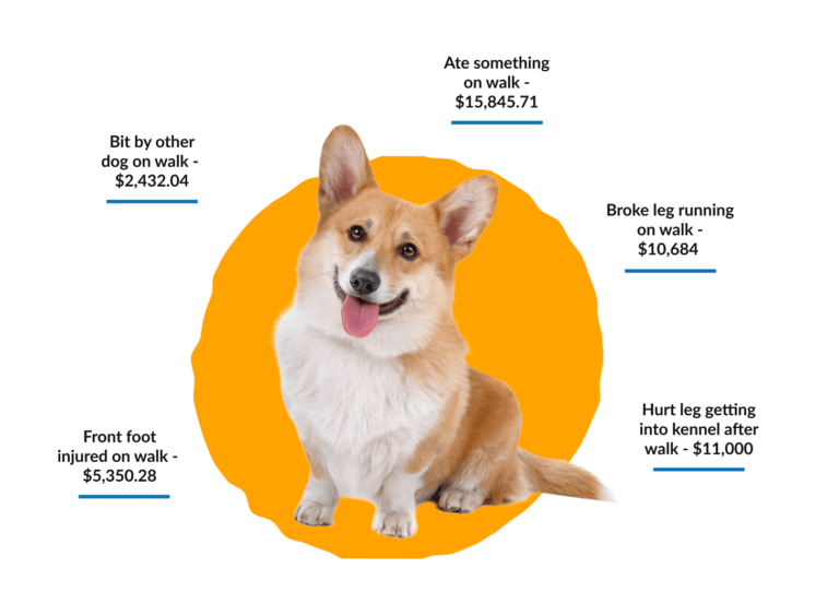 Dog Walking Insurance Business Insurance for Dog Walkers