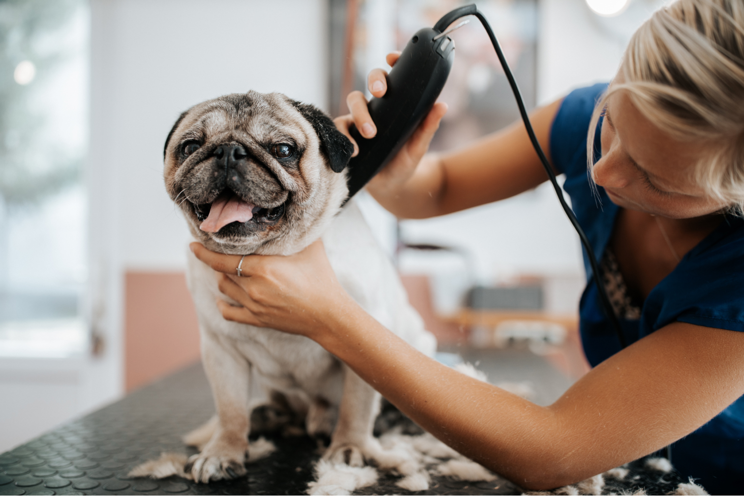 Mobile Pet Grooming INSURANCE Explained - Get COVERED!