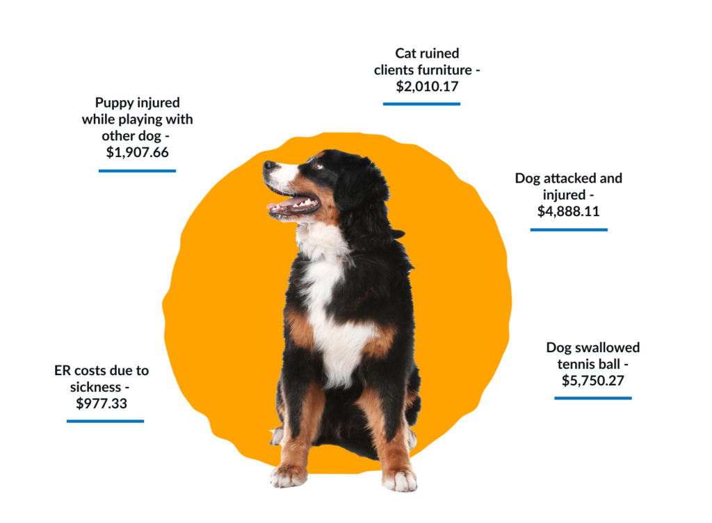 TopRated Pet Sitter Insurance Pet Care Insurance (PCI)