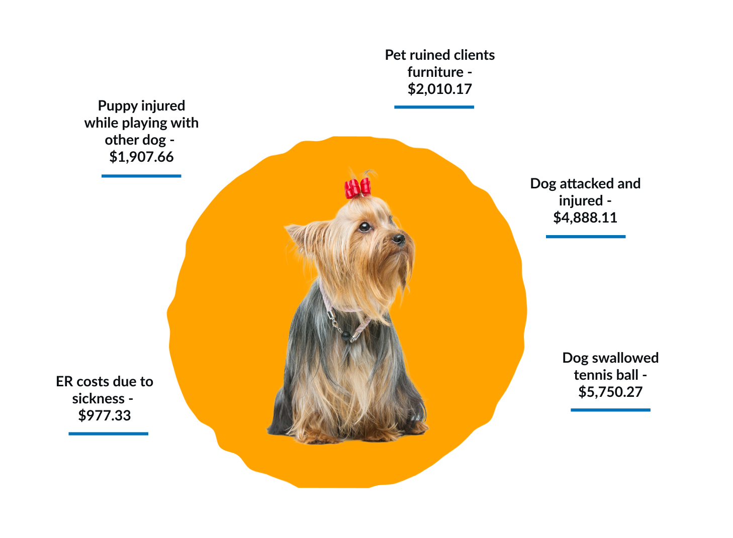 Dog Daycare Insurance Custom Policy in Minutes