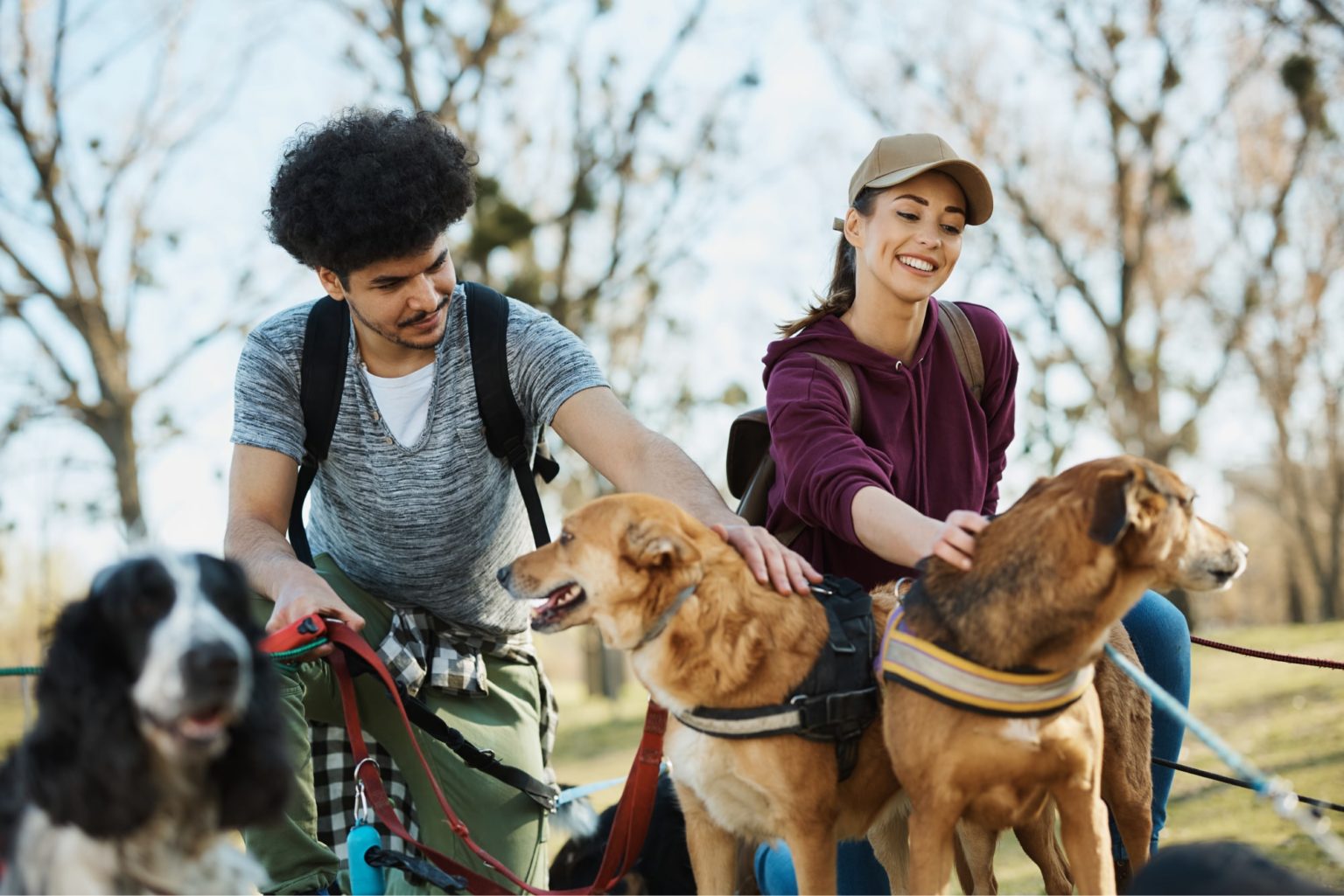 Curated visual reference: Picture Idea: How To Start A Dog Walking Business With Pci