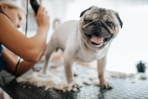 Dog groomer uses clippers to groom a smiling pug in a salon