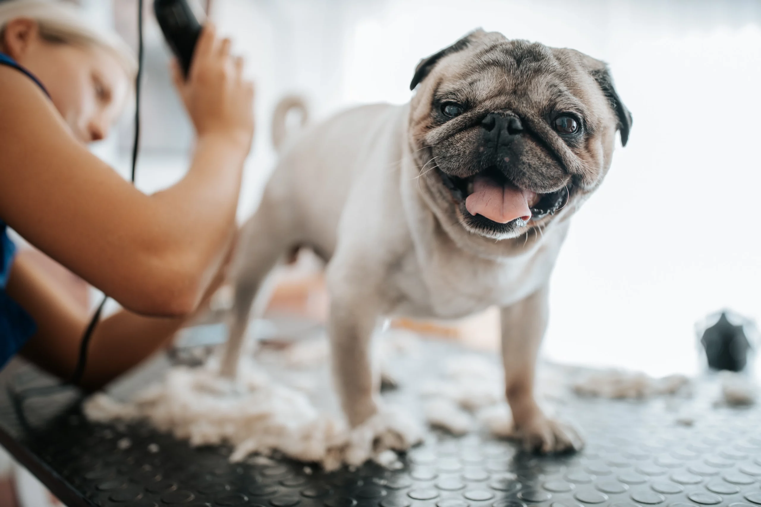 Dog groomer uses clippers to groom a smiling pug in a salon