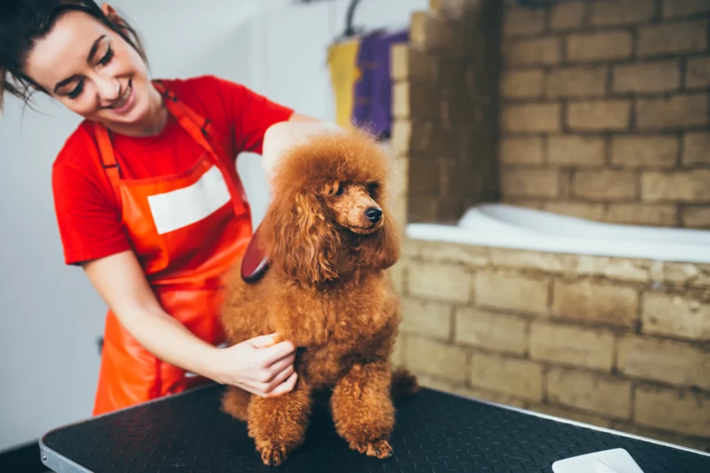 Groomer wearing an apron brushes a miniature poodle on a grooming table
