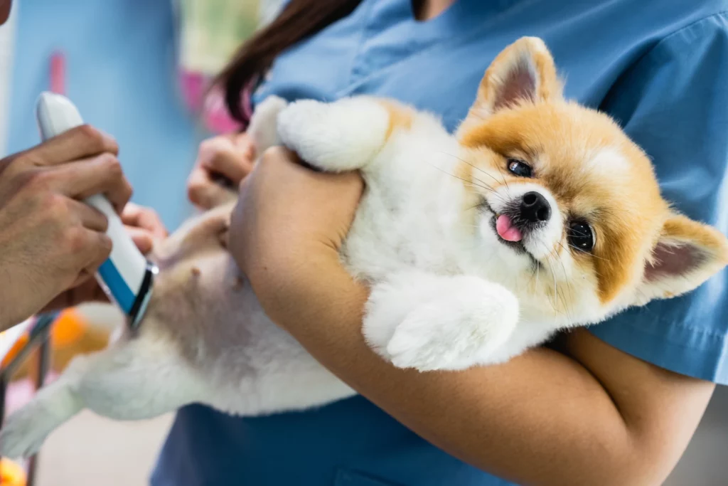 Groomer and grooming assistant work together to groom a pomeranian in a vet clinic.