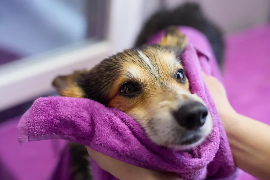Groomer compassionately cups a corgi's face with a towel while drying