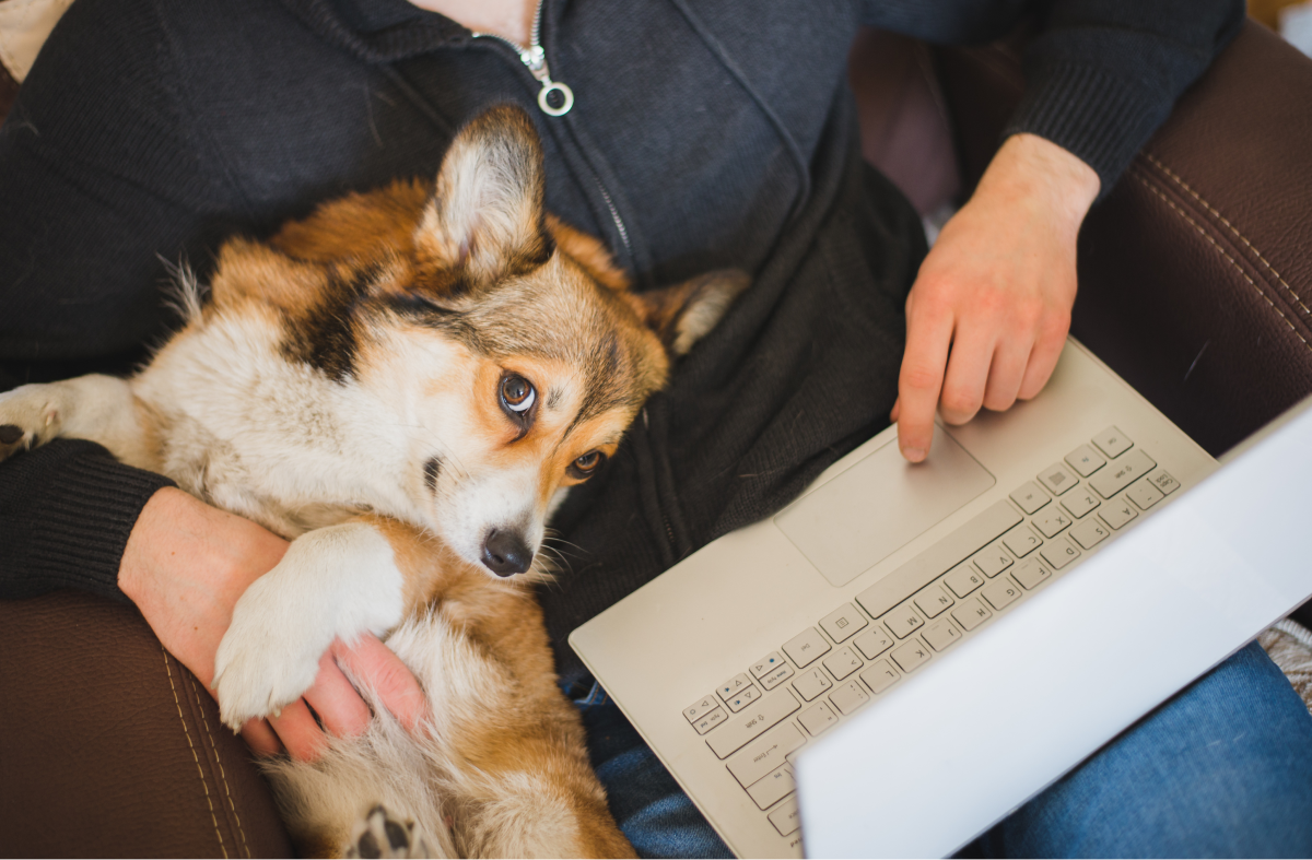 Corgi looks at the camera while sitting next to a laptop in its owner's lap
