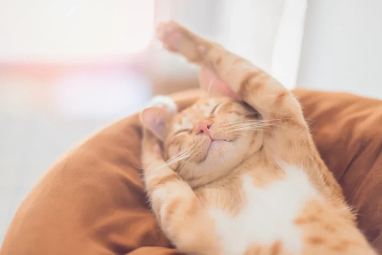 cute orange cat stretching while on its back on a pillow
