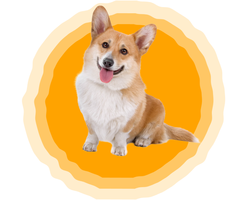 corgi