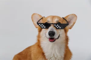 A smiling corgi wears pixelated sunglasses, concept of pet trends