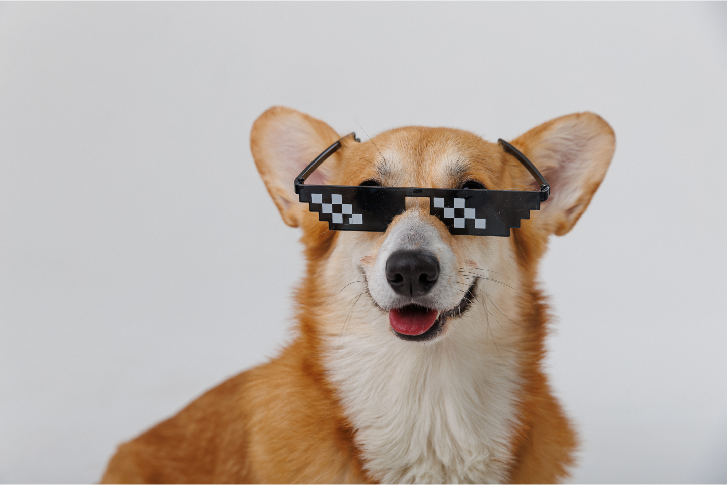 A smiling corgi wears pixelated sunglasses, concept of pet trends