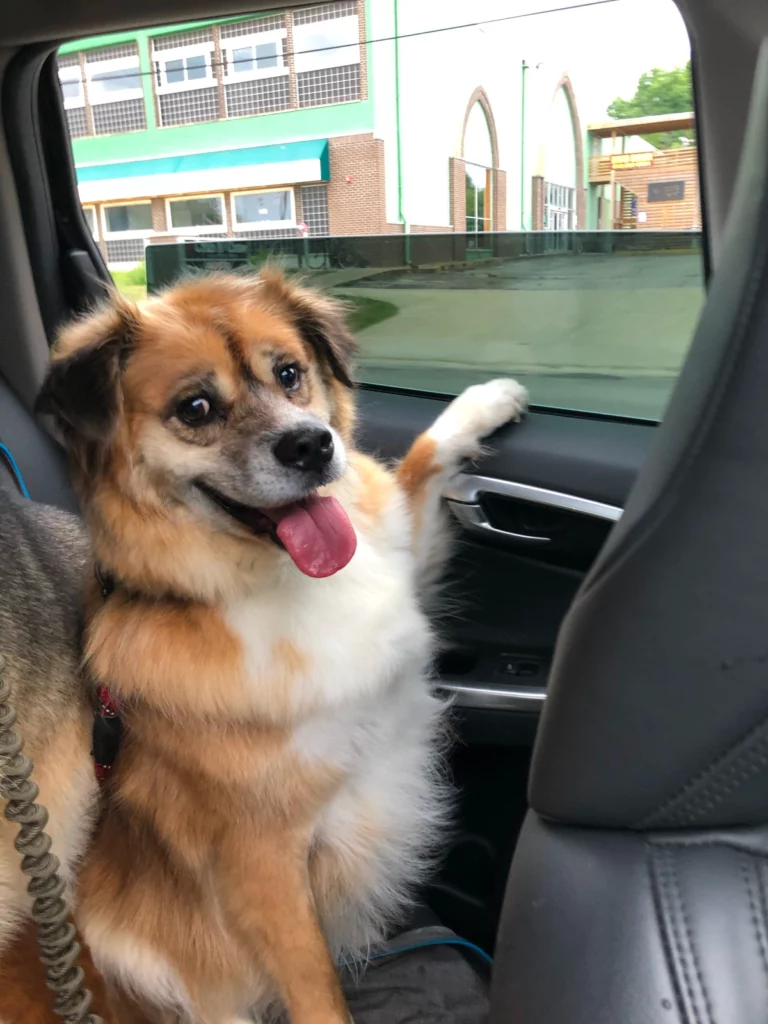 Bear, a rescue dog owned by PCI dog groomer Suzanne Gano, sits at the open window in a car.