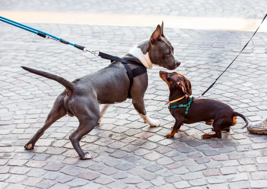 A dachshund and a pitbull on leashes meet on a cobbled street during a walk.