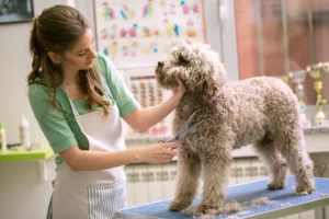 Groomer with scissors made hairstyle. Dog gets hair cut at Pet Spa Grooming Salon.