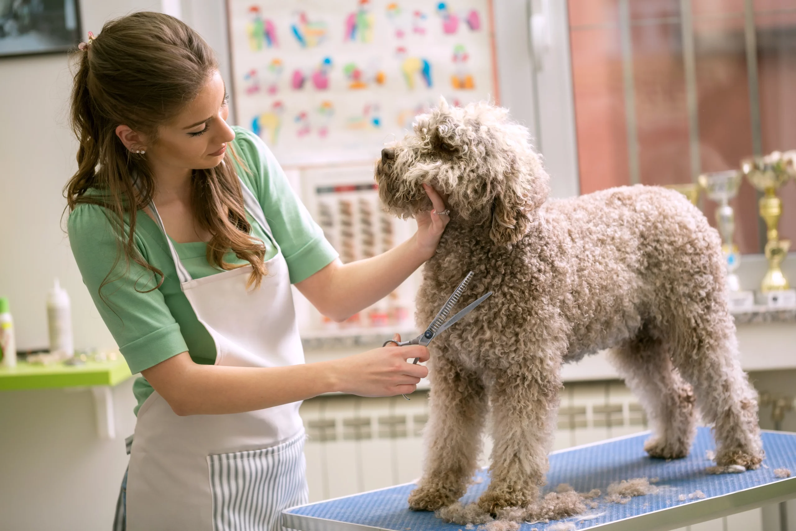 Groomer with scissors made hairstyle. Dog gets hair cut at Pet Spa Grooming Salon.