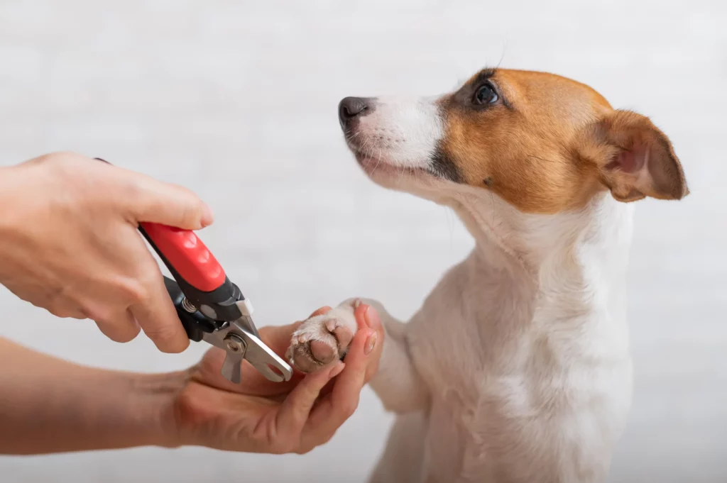 Dog Groomer trims nails on a Jack Russell Terrier