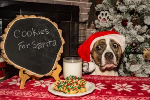 Pitbull wearing a Santa hat longingly eyes milk and cookies labeled "cookies for Santa"