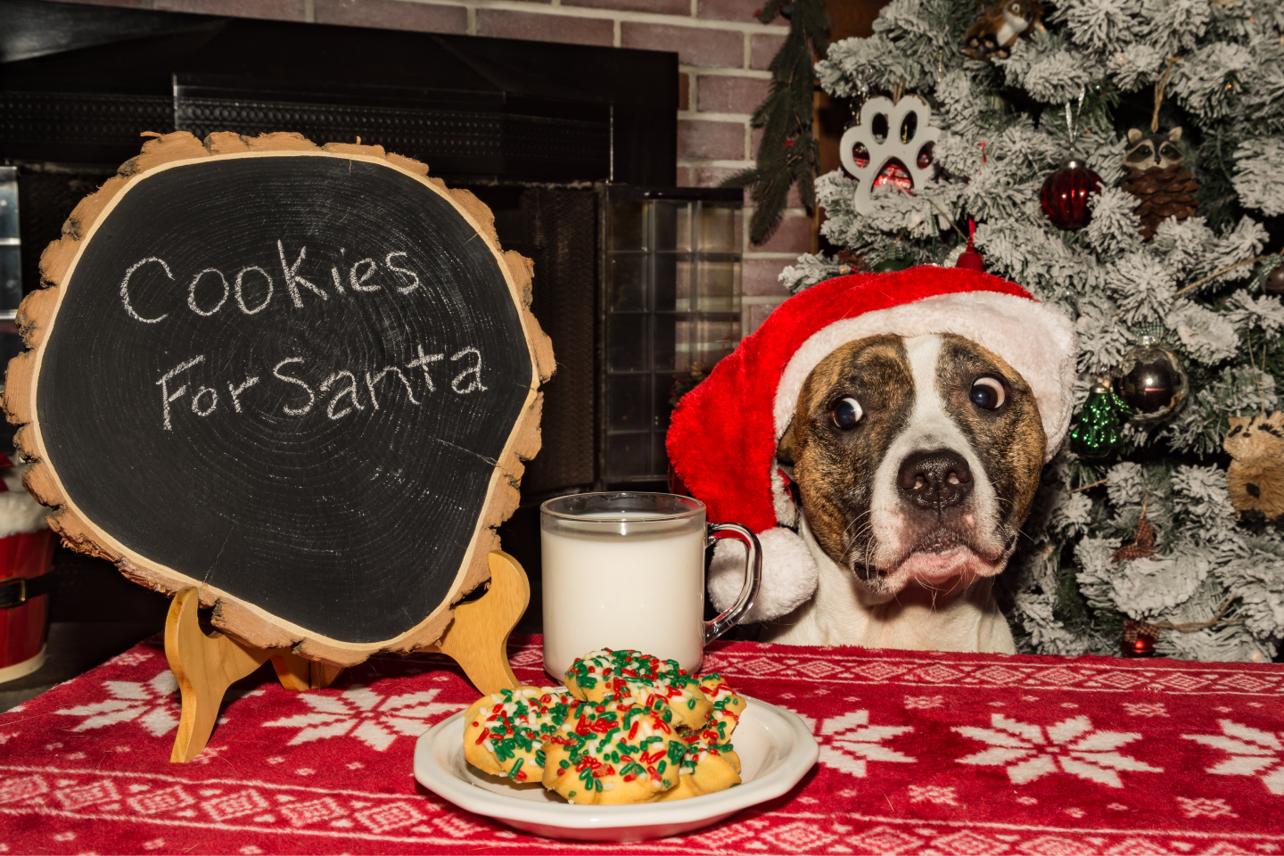 Pitbull wearing a Santa hat longingly eyes milk and cookies labeled "cookies for Santa"