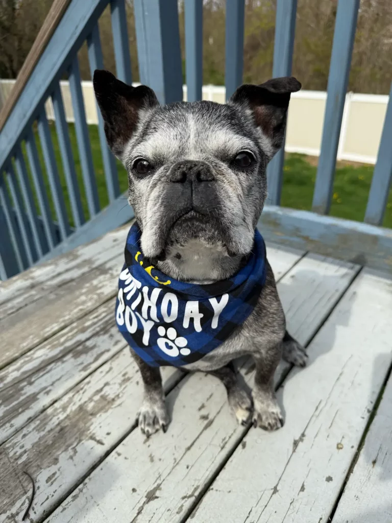PCI staff pet Louie, a senior French bulldog, wearing a "birthday boy" bandana