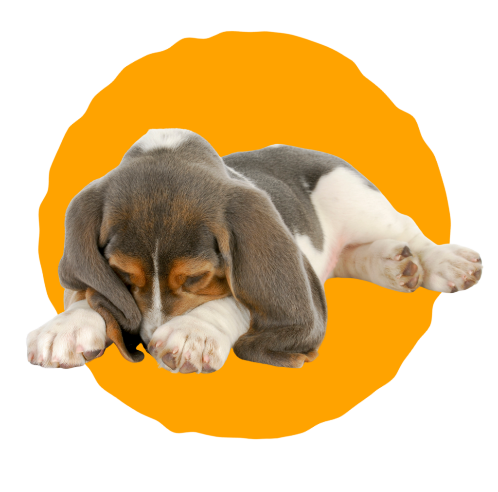 basset hound puppy with head between paws