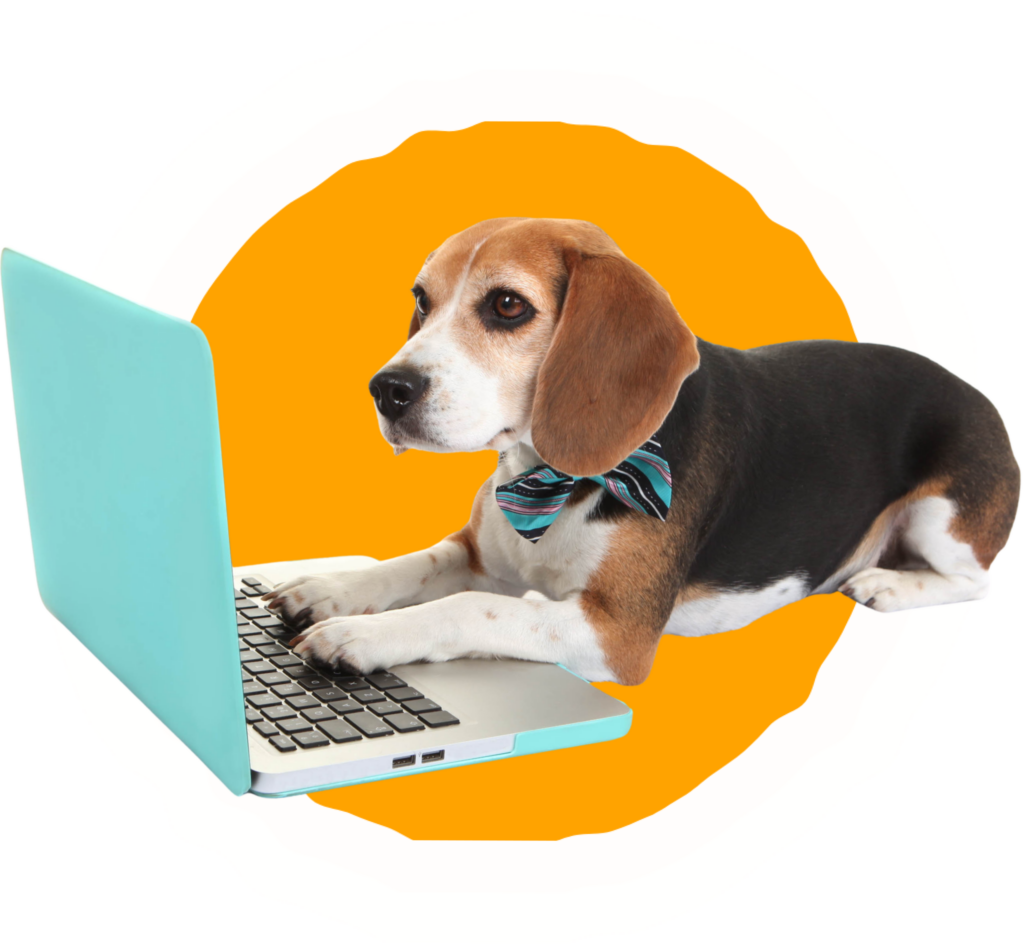 beagle with bowtie sitting at blue laptop