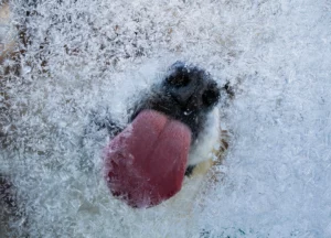 Closeup of dog licking a frosty window