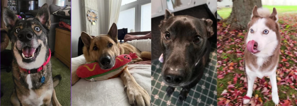 A collage of PCI staff dogs that are breeds often topping breed restriction lists, including huskies, German shepherds, and pitbulls