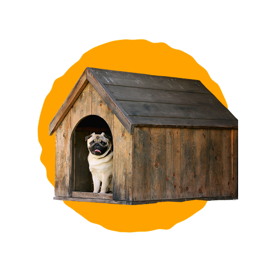 cute pug in a dog house