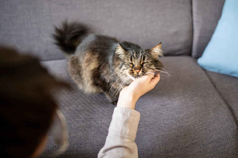 sitter scratching cats chin