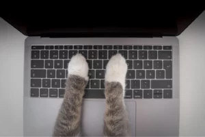 Gray and white cat paws on a laptop keyboard