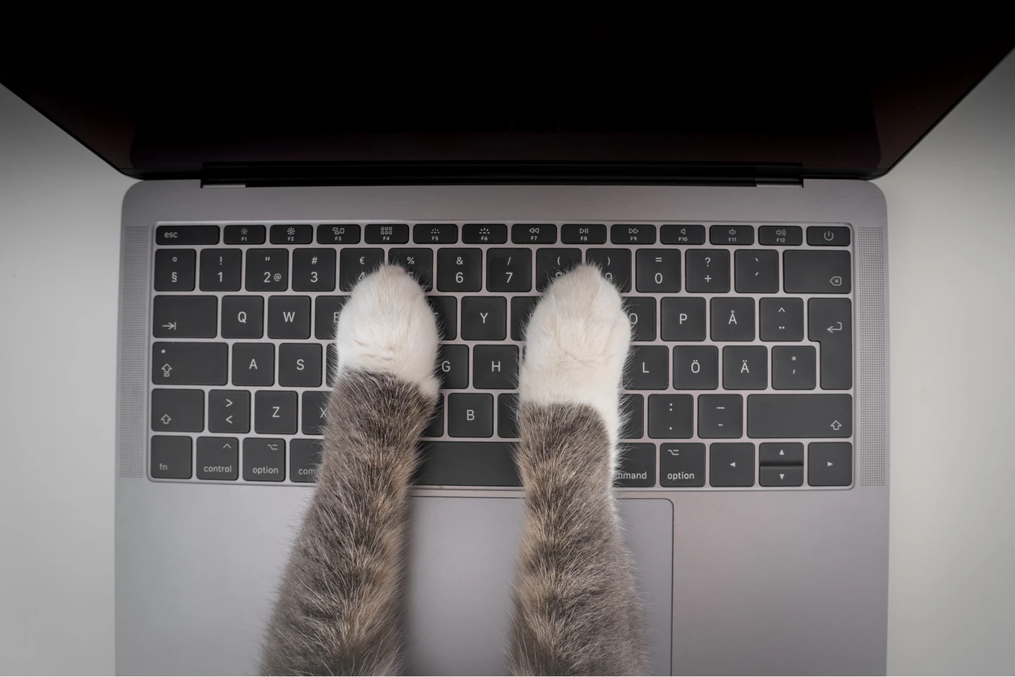 Gray and white cat paws on a laptop keyboard