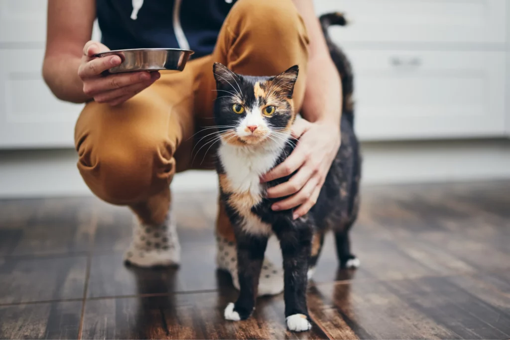 Tortoiseshell cat looks straight at the camera while a pet sitter kneels beside them, holding a food dish.