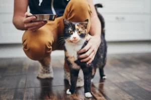 Tortoiseshell cat looks straight at the camera while a pet sitter kneels beside them, holding a food dish.