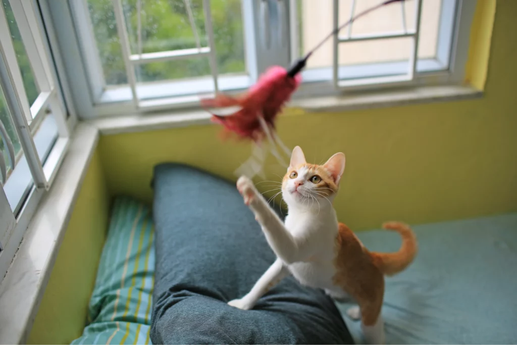 Orange cat plays with a feathery toy indoors
