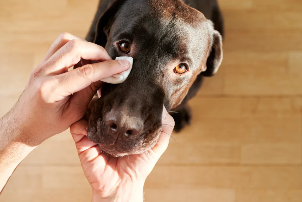 Pet sitter's hands hold a chocolate lab's head while cleaning his eye