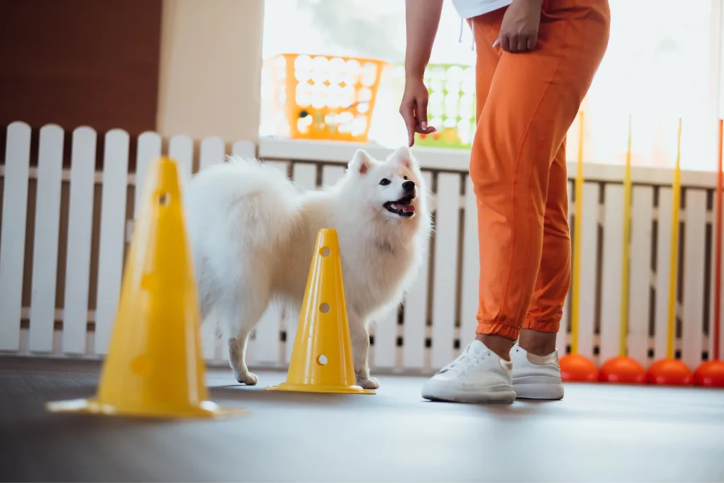 Dog trainer directs small dog through cones in a training facility.