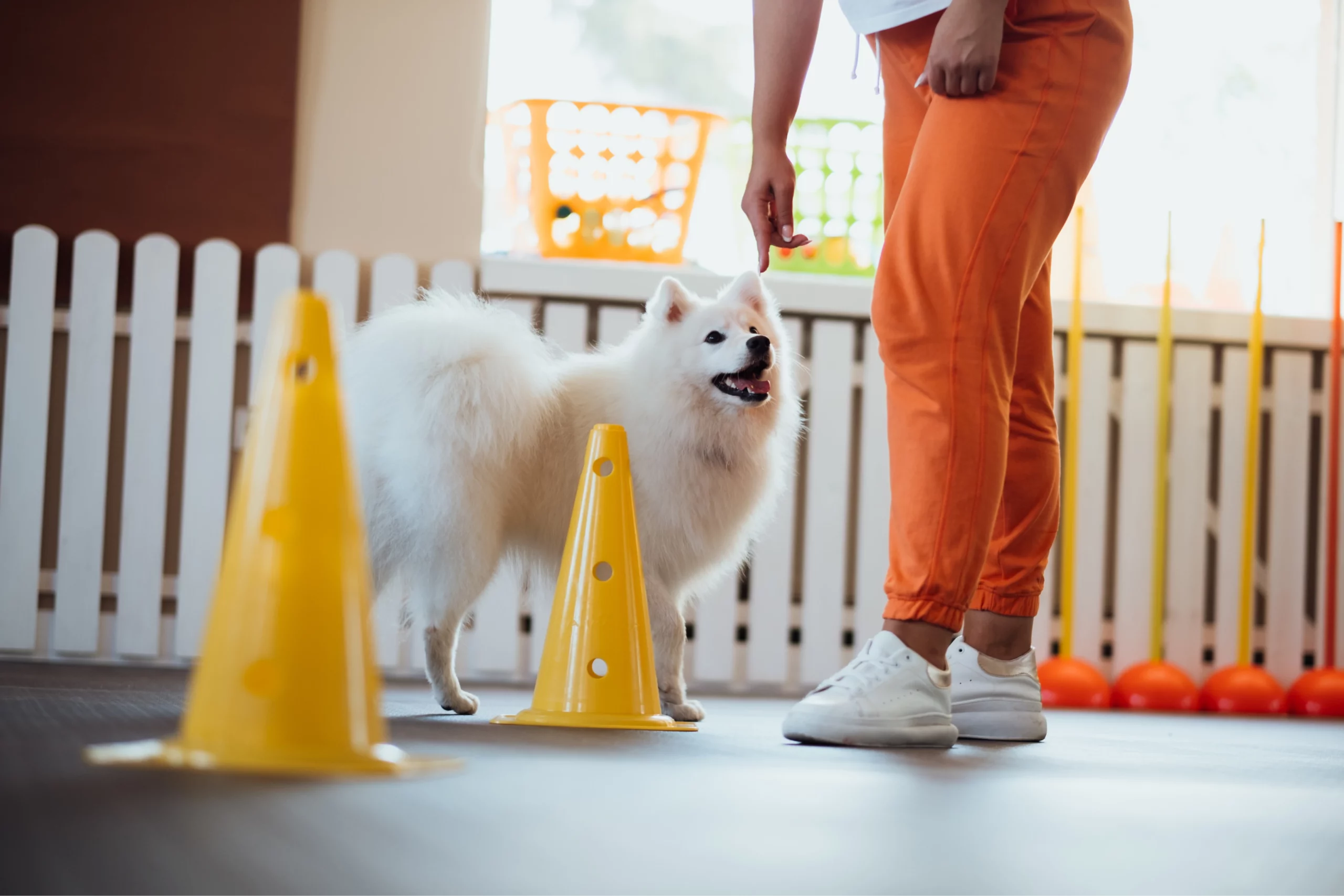 Dog trainer directs small dog through cones in a training facility.