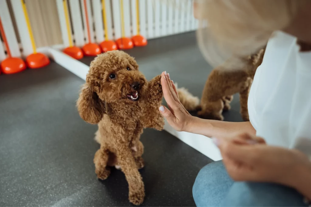 Dog trainer high fives a poodle mix in a professional training studio